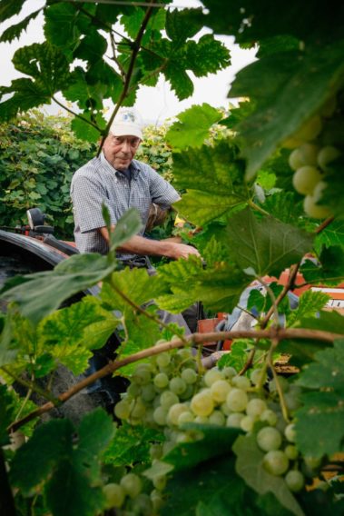 Vendemmia