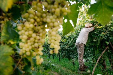 Vendemmia