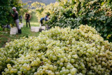 Vendemmia